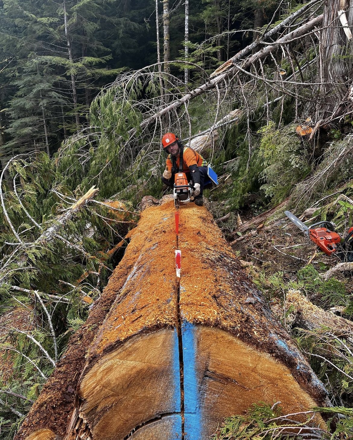 SERVICES – Canadian Heli Harvester Inc